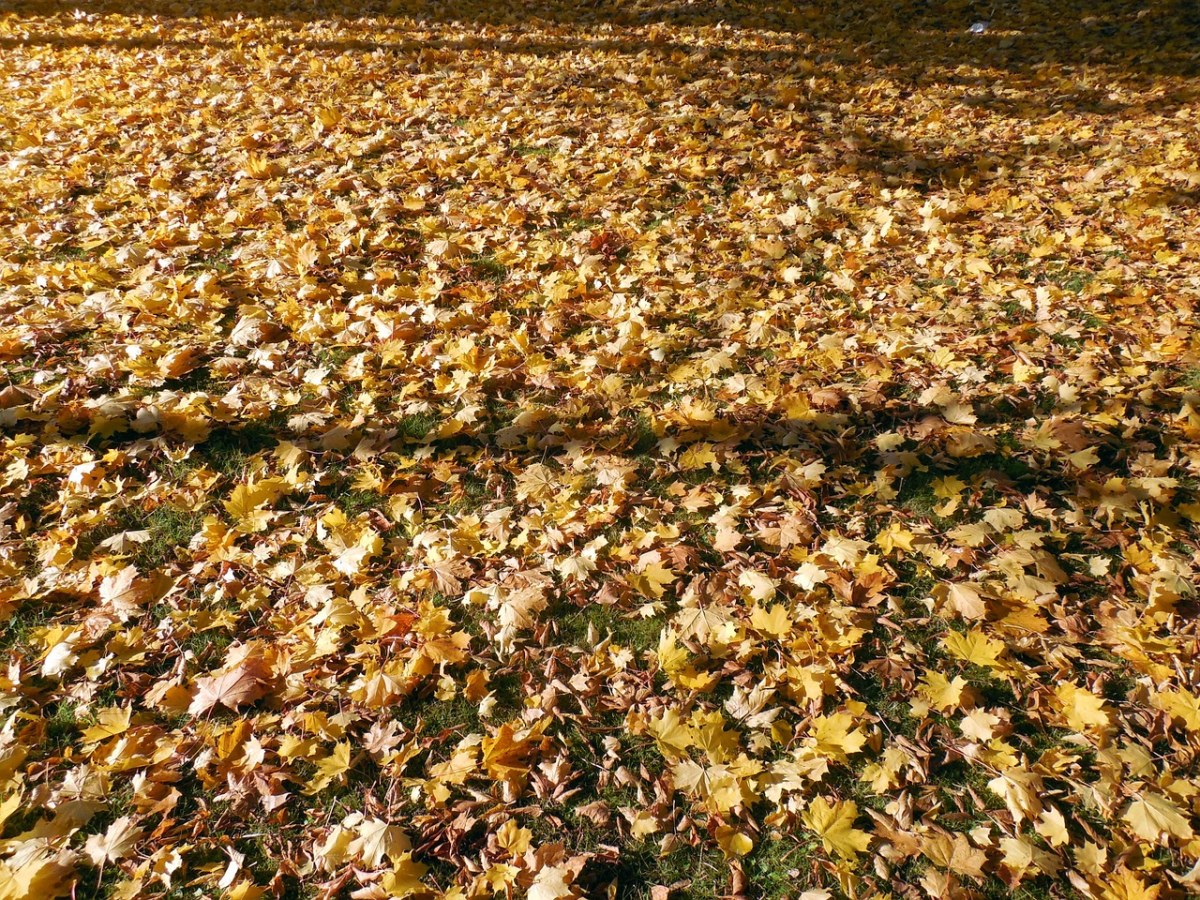 秋季、叶子、金免费图片