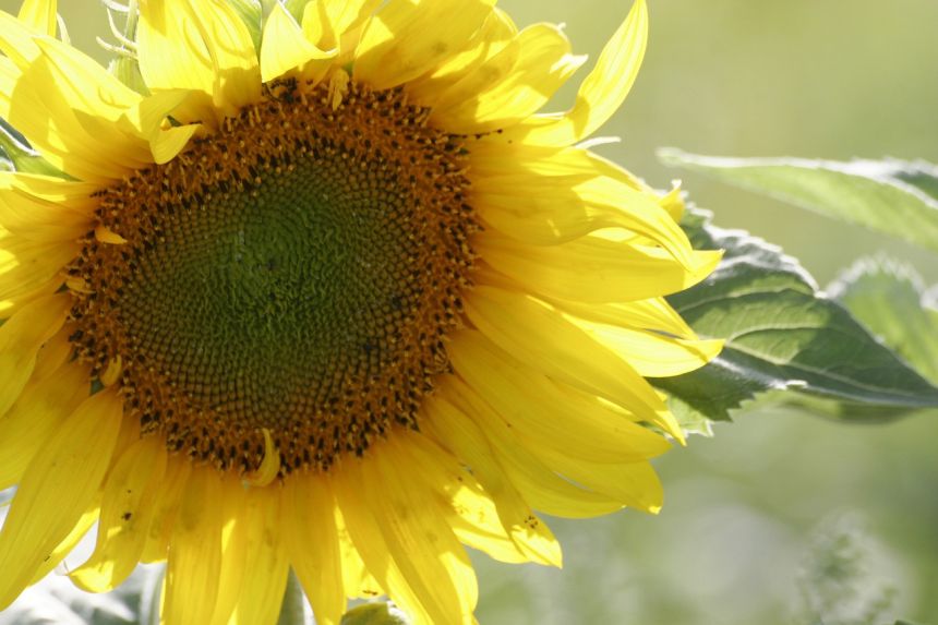 向日葵太阳植物