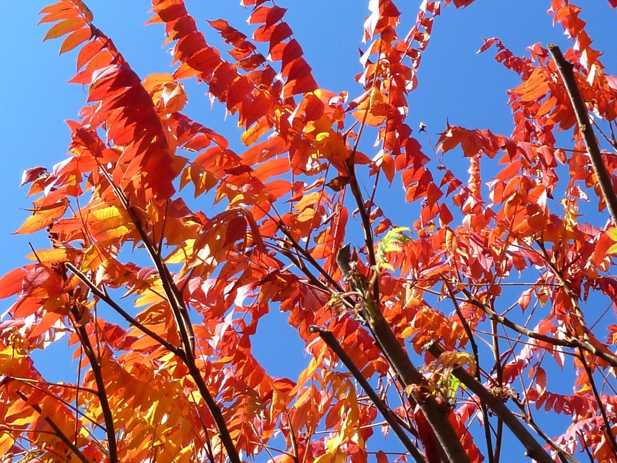 叶子、树、秋天免费图片