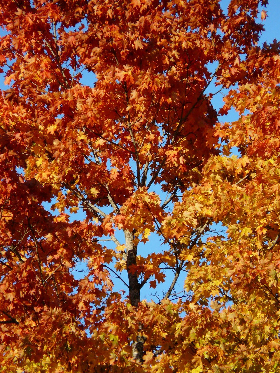 秋季森林、树、枫叶免费图片