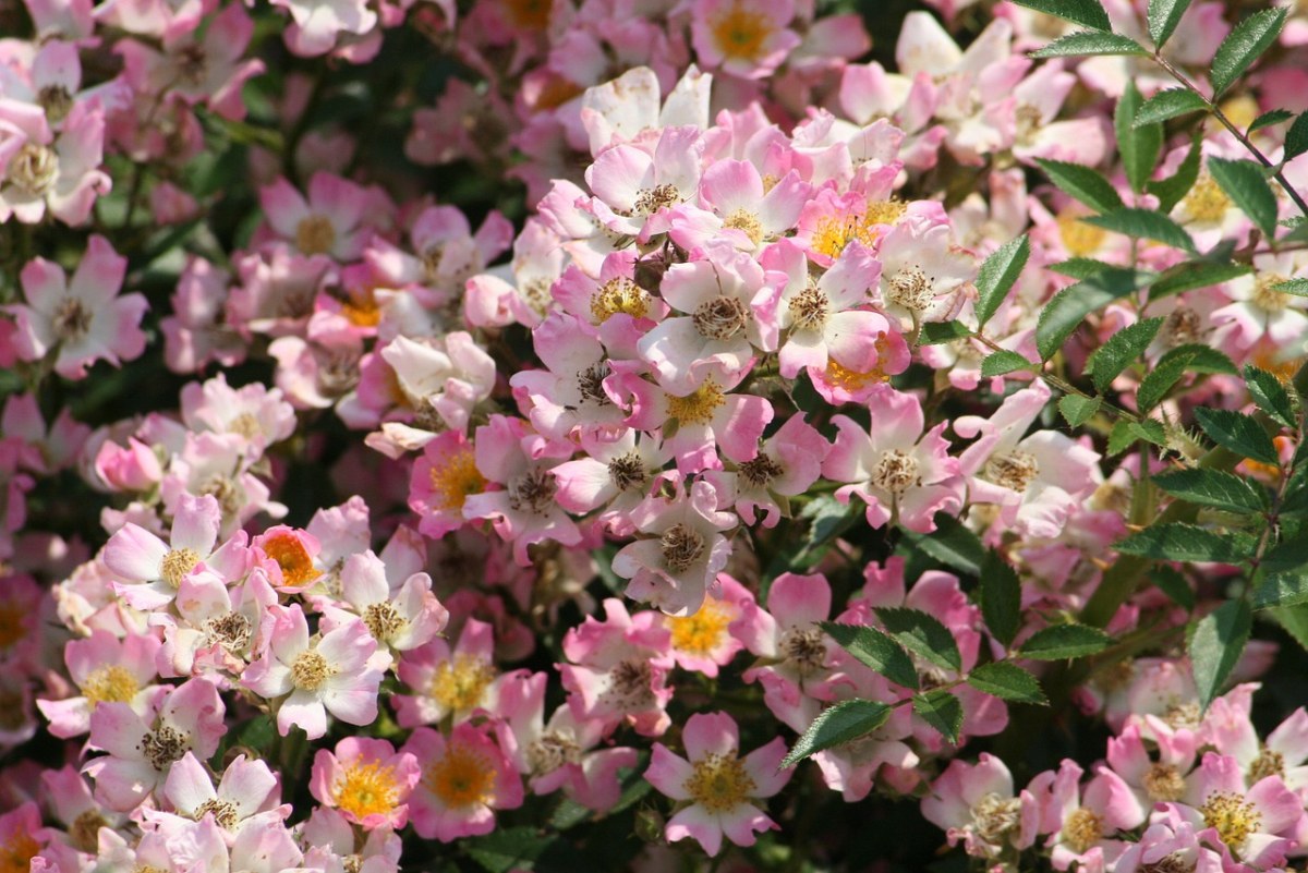 春天、花卉、粉色免费图片