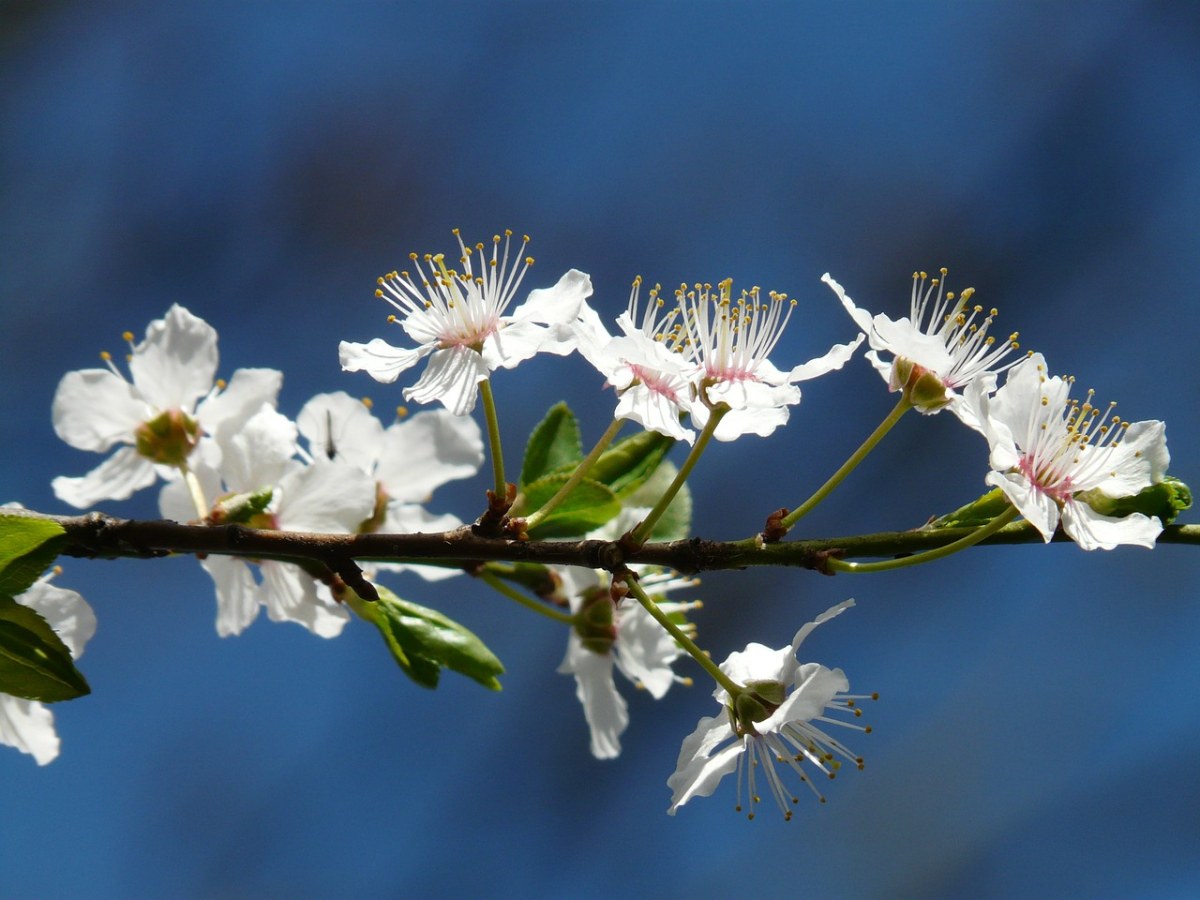 野梅,開花,樹