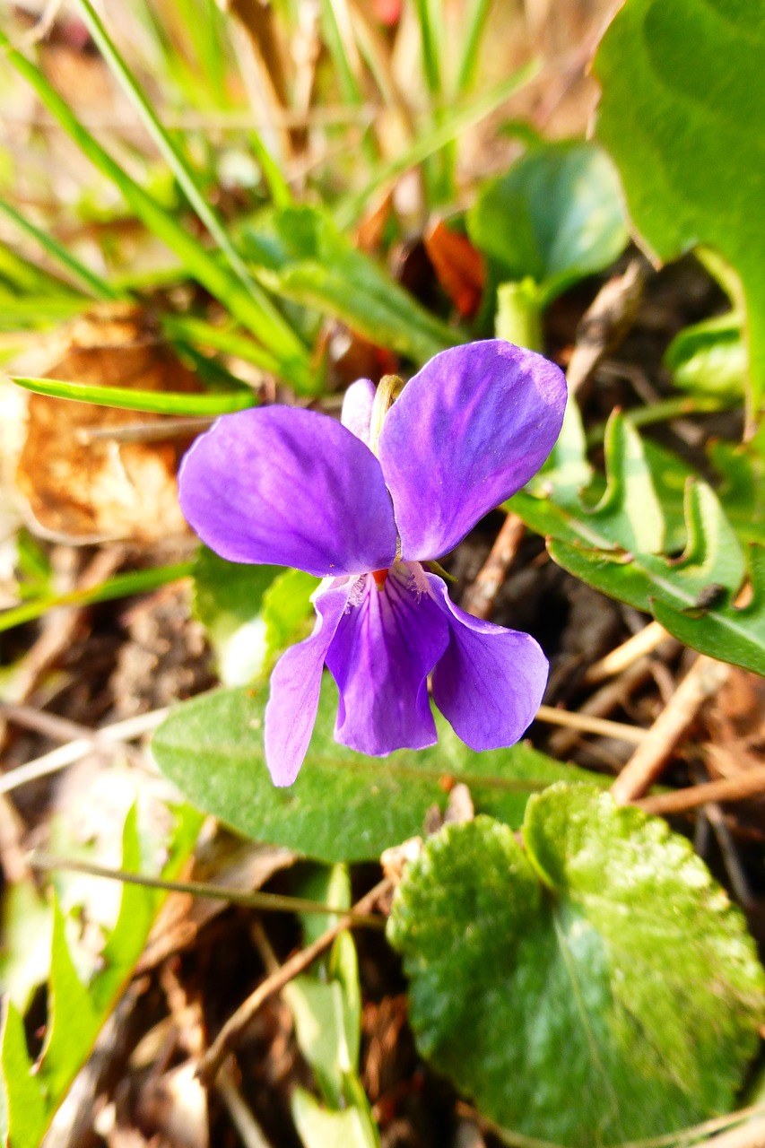紫、春天的花、公园免费图片
