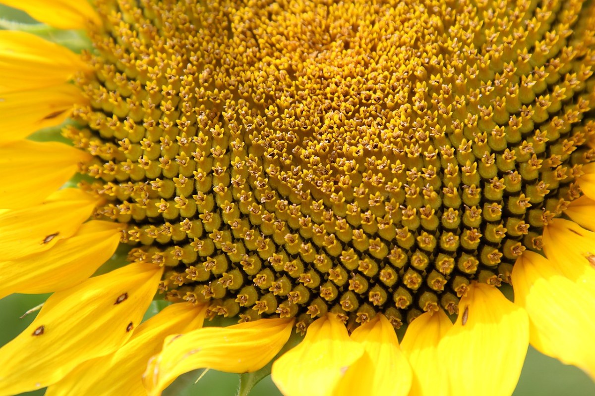向日葵、花、黄色免费图片