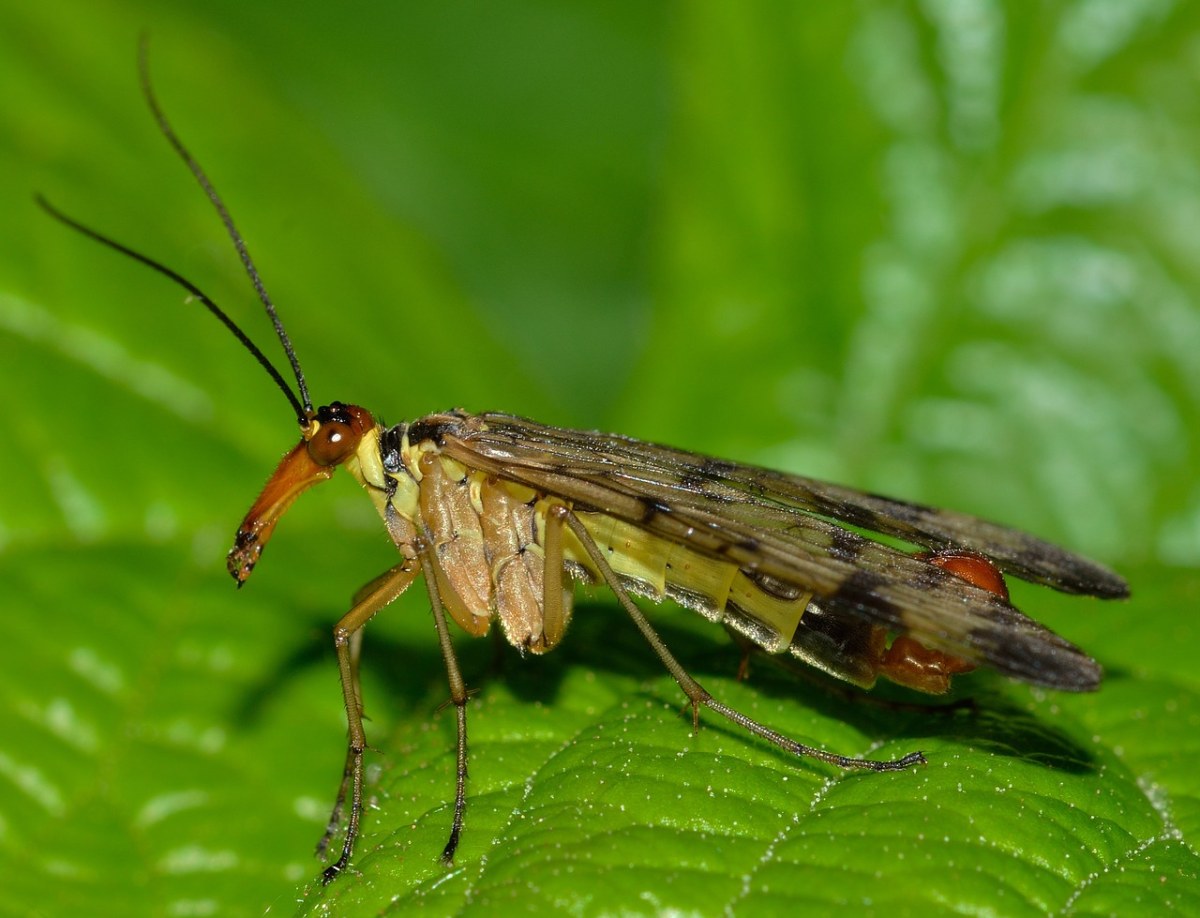 蝎蛉,芦苇,男性