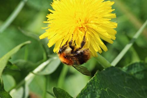 蜜蜂、蒲公英、花粉