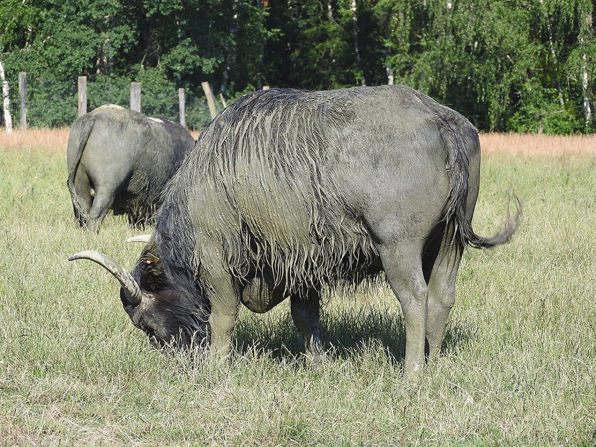 在放牧的野生水牛免费图片