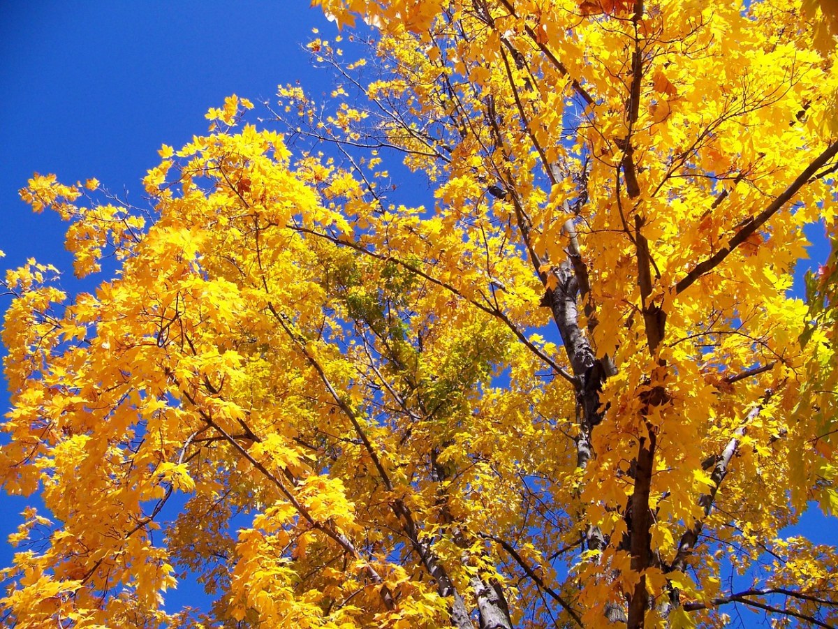 秋、秋天、树免费图片