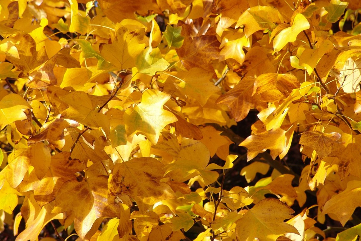 秋季、秋天的落叶、10、月免费图片