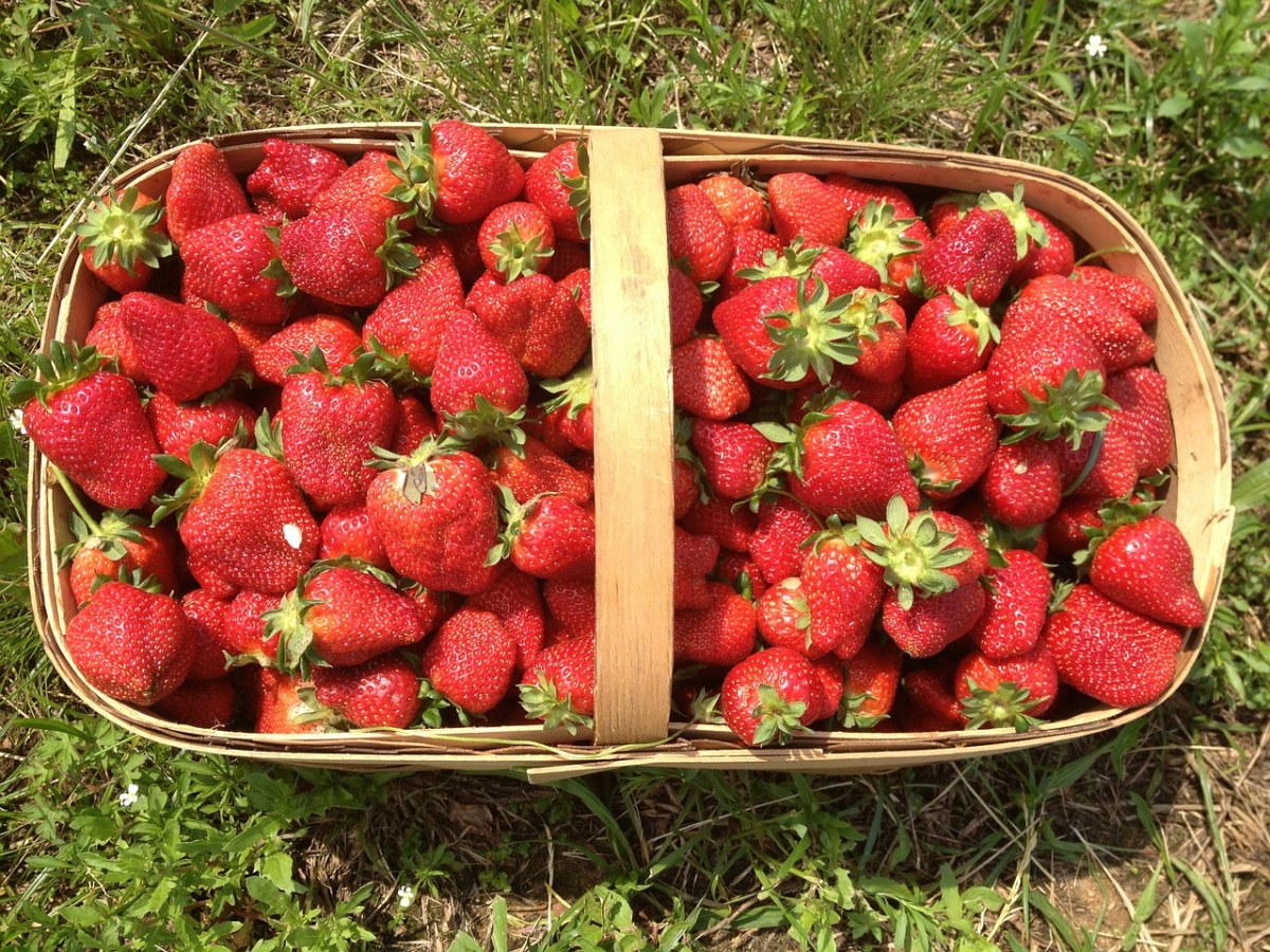 采摘到竹篮里的新鲜草莓图片免费图片