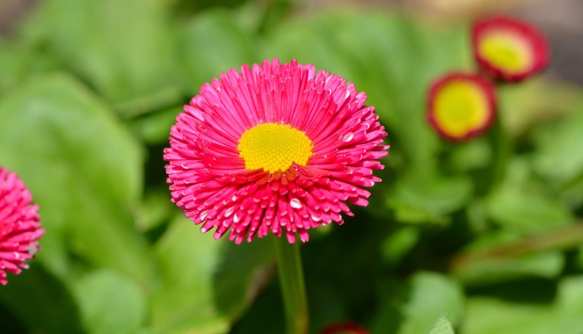 鲜艳的红色雏菊花朵免费图片