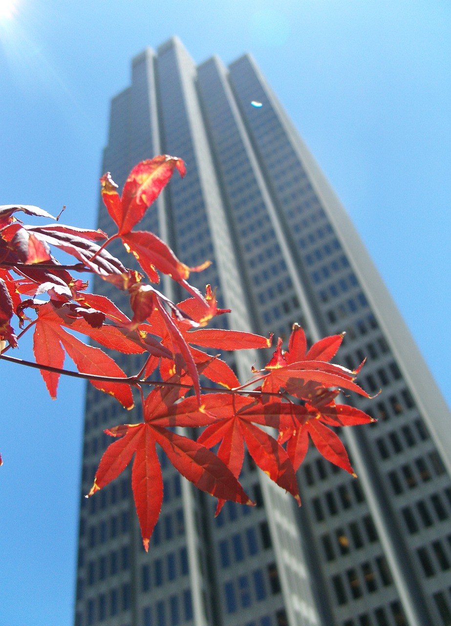 摩天楼、叶子、秋季免费图片