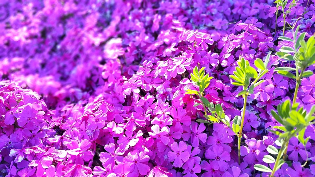 鲜花、粉红色、明亮免费图片