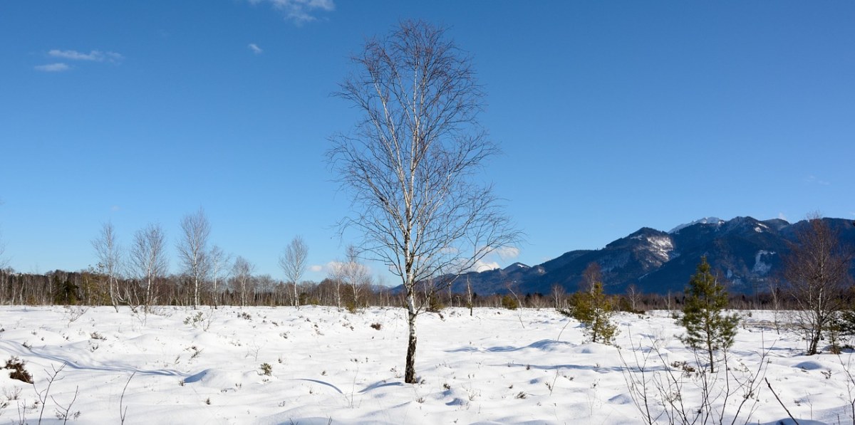 冬天雪樹