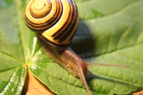 蜗牛、腹足纲、软体动物