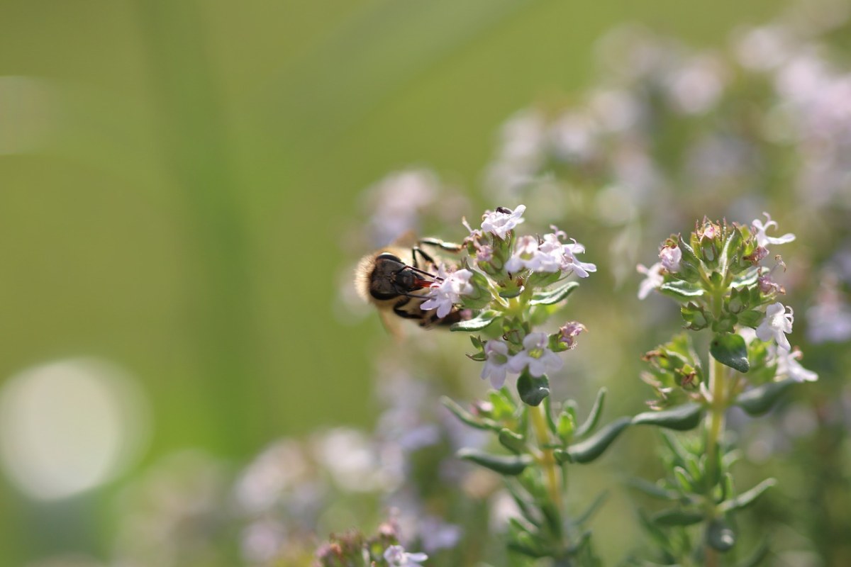 蜜蜂、鲜花、宏免费图片