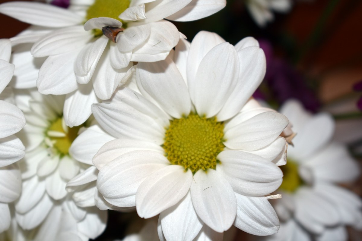 菊花、白、花卉免费图片