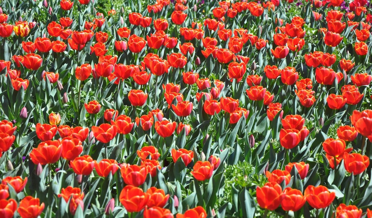 红色的郁金香花图片免费图片