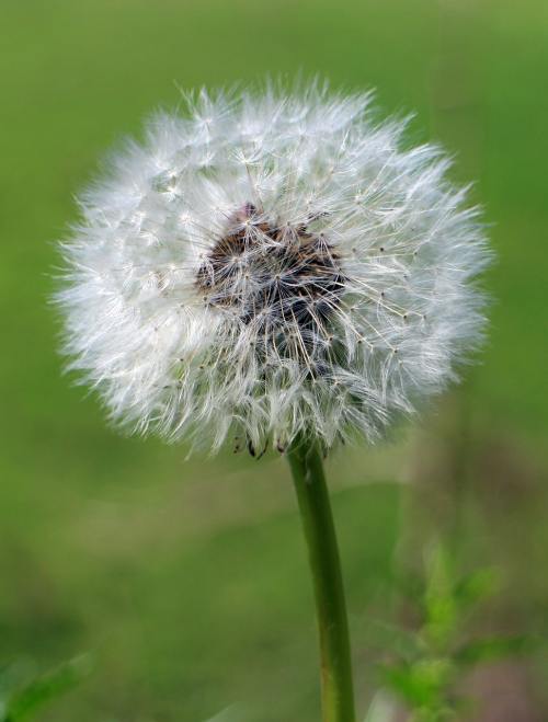 蒲公英、指出花、开花