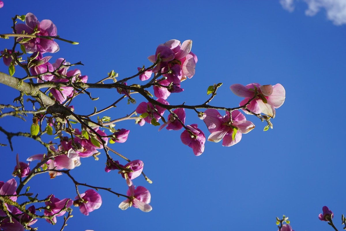 玉兰,玉兰花,开花