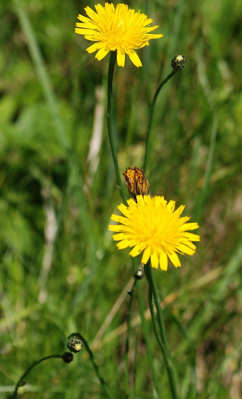 蒲公英、杂草、花免费图片