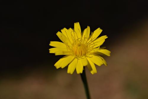 花、开花、蒲公英