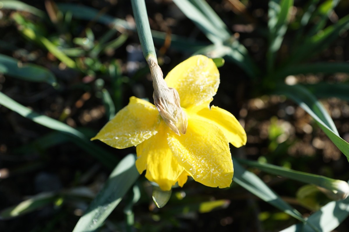 黃水仙,花,黃色