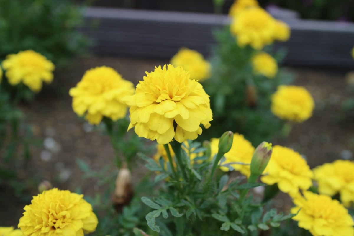 鲜花、万寿菊、黄色免费图片