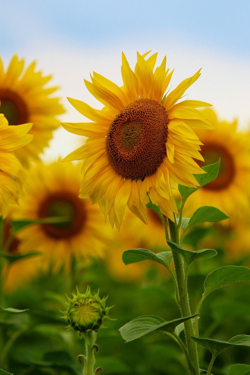 向日葵,花,性质