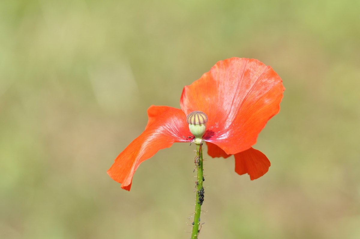 klatschmohn,罂粟,不完整