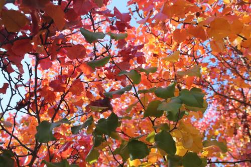 叶子、秋、秋天的树叶