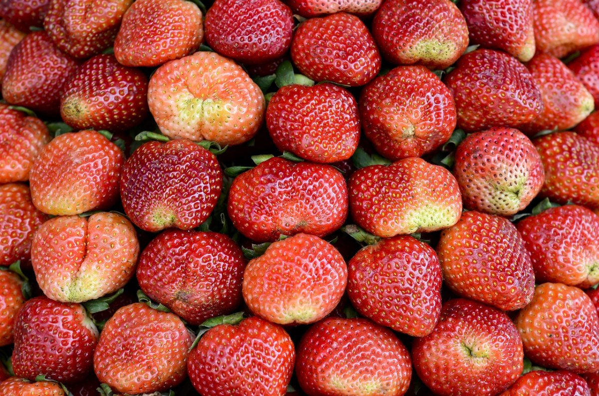 草莓的图片免费图片