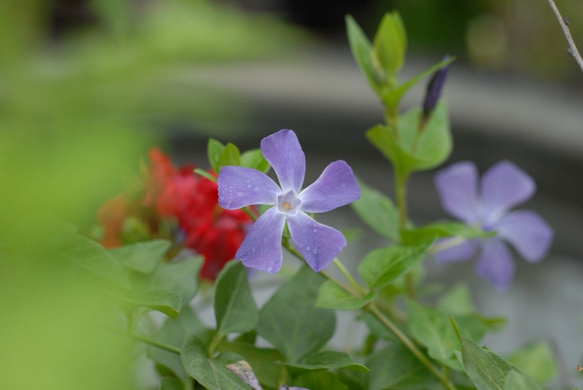 紫色的小花、鲜花、春免费图片