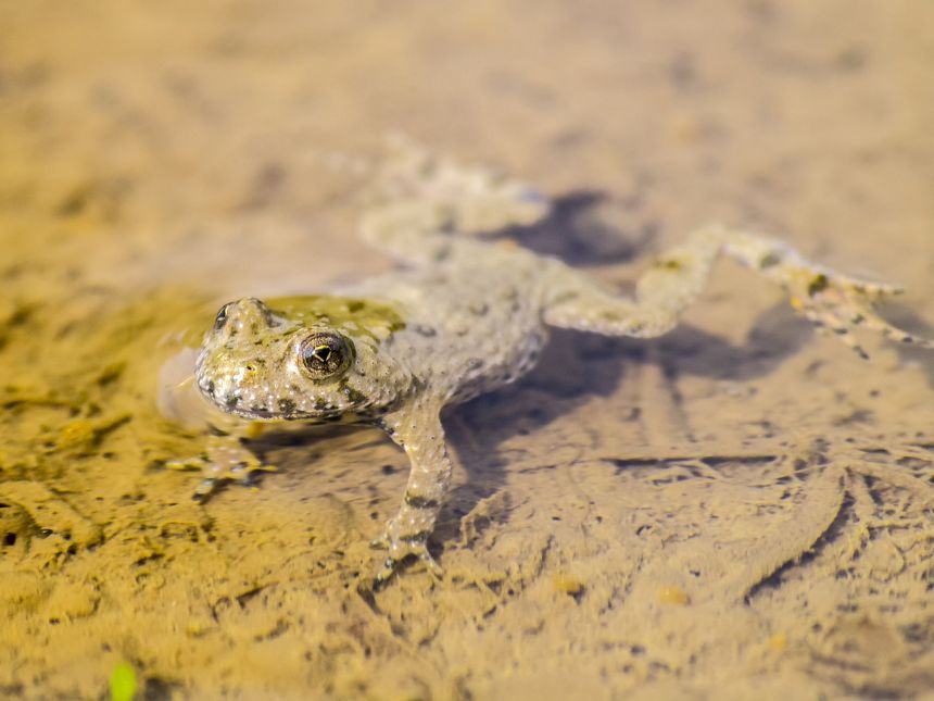 黄腹蟾蜍,蟾蜍,两栖类动物
