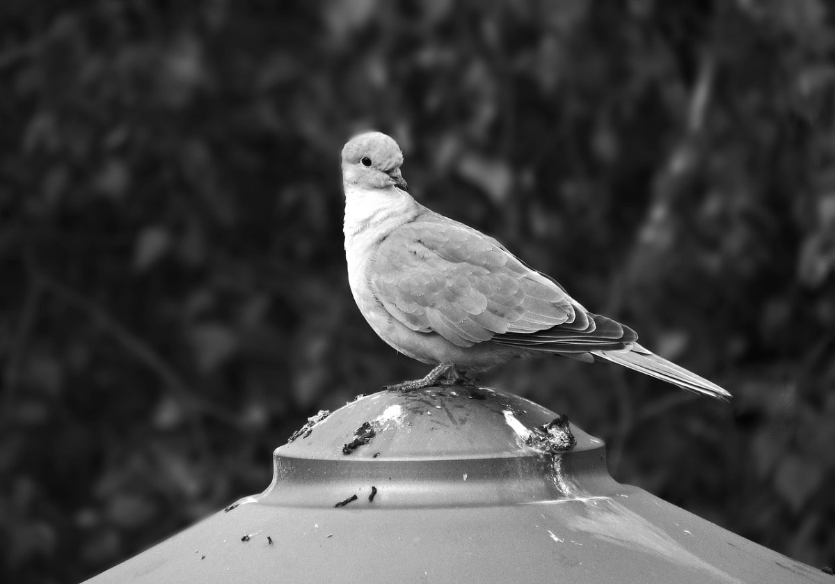 鴿子,鳥,性質