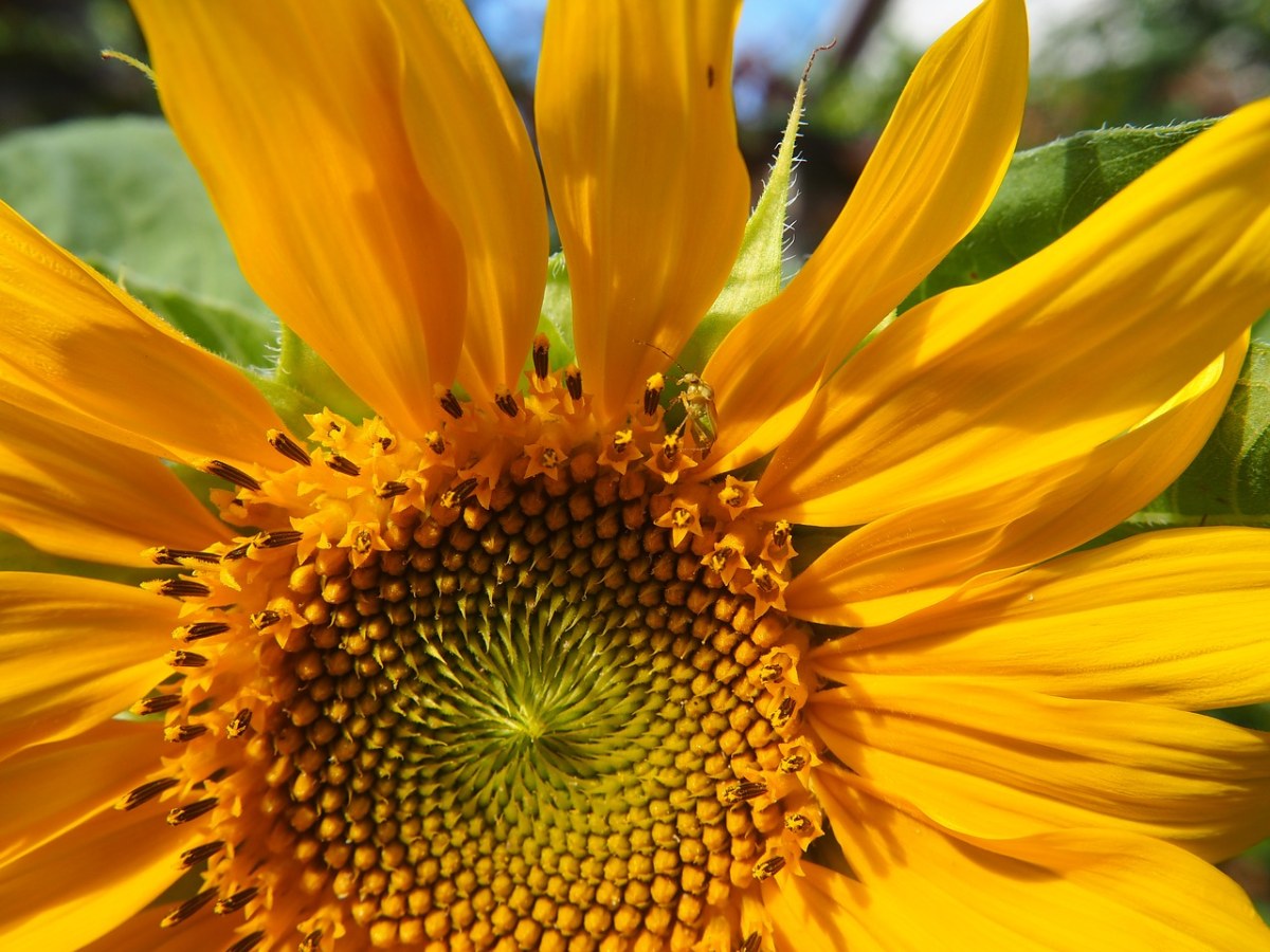 向日葵、花园、黄色花免费图片