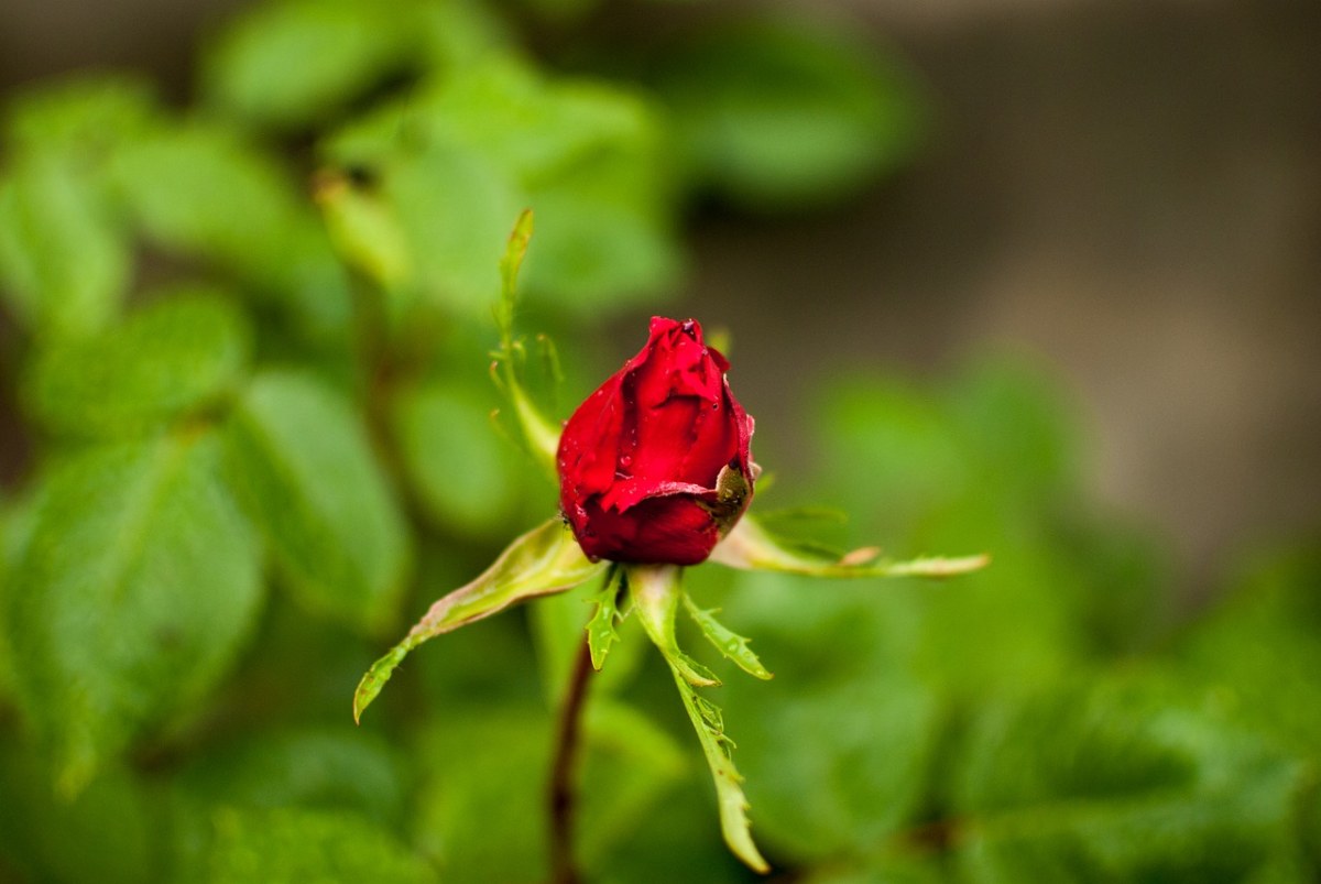 含苞待放的玫瑰花免费图片