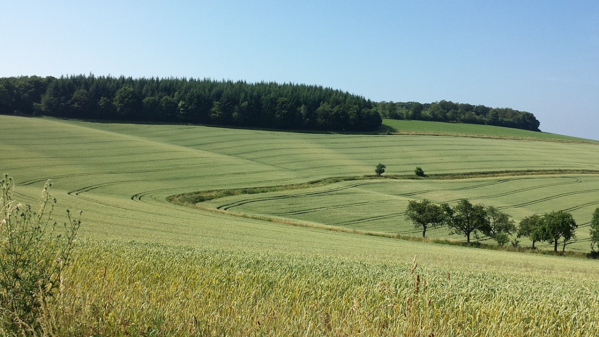 农场的农作物风景图片免费图片