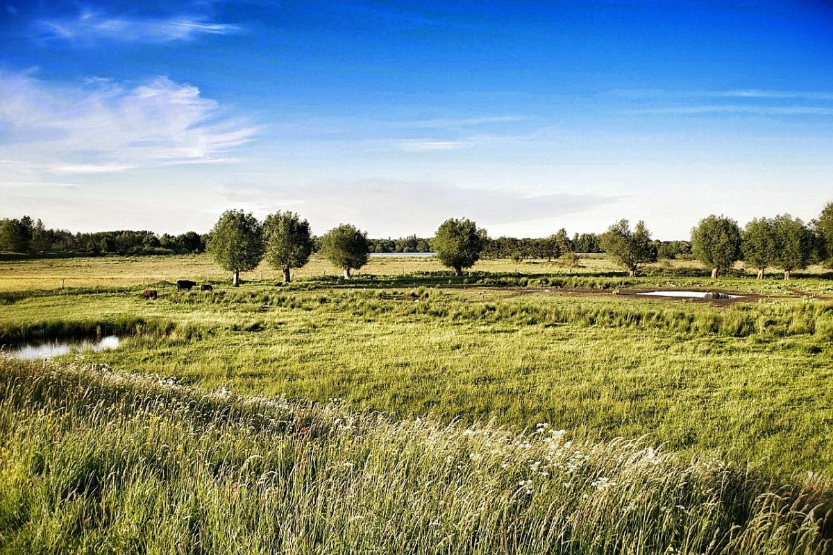 野外草地风景图片免费图片