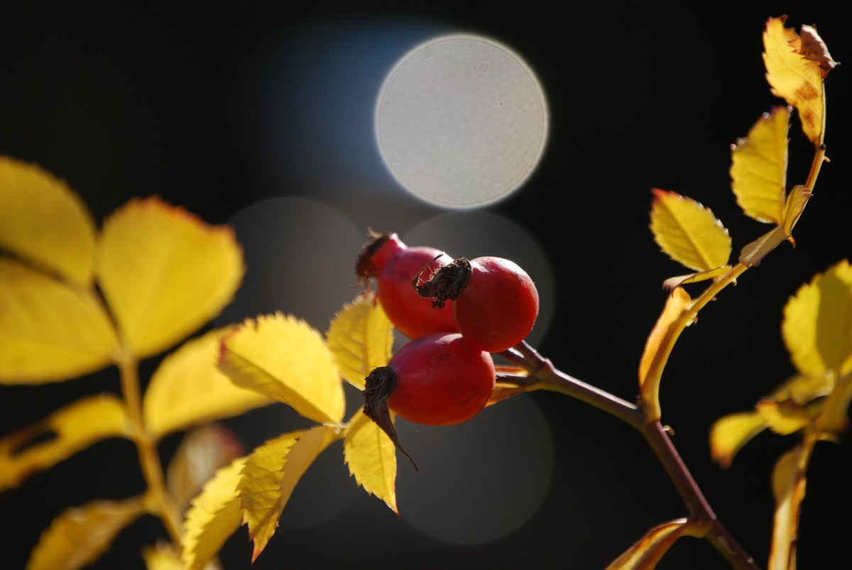玫瑰果、秋天的果子、红色免费图片
