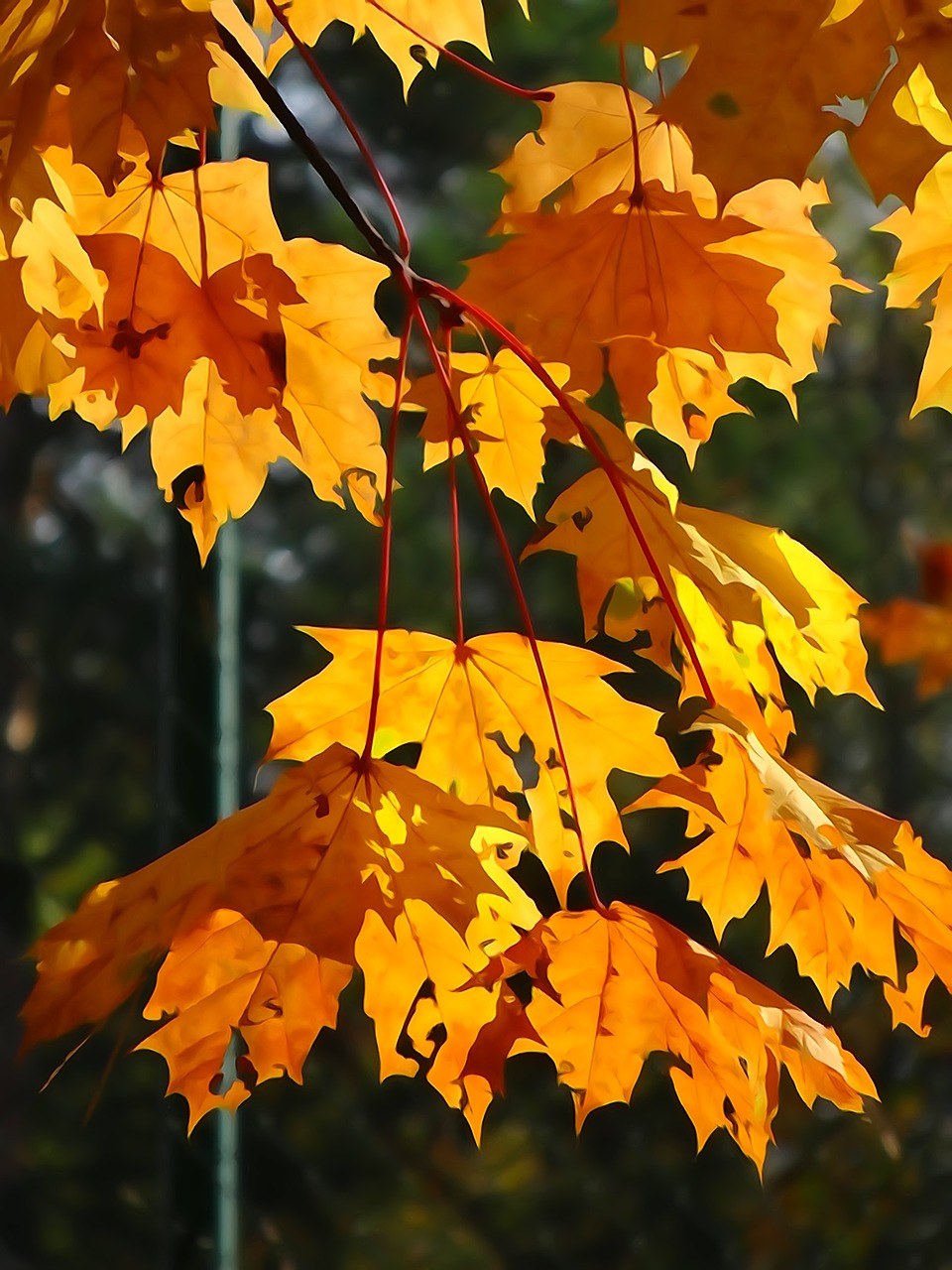 叶子、秋天、黄叶免费图片