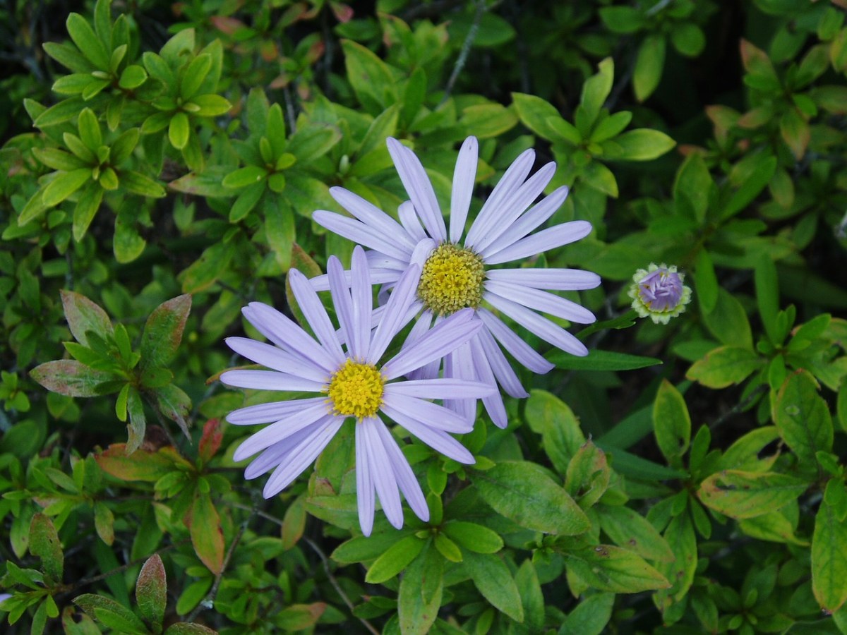 鲜花、植物、紫罗兰色免费图片