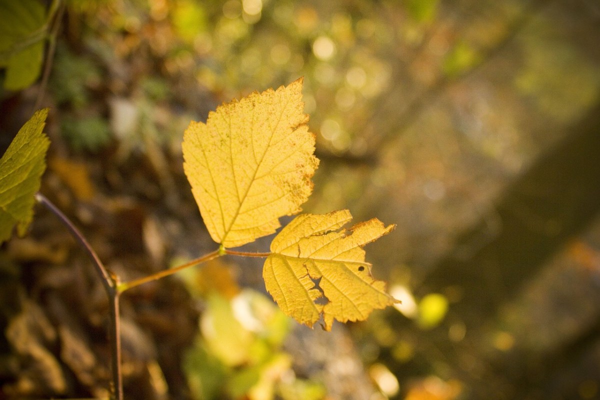 叶子、秋季、森林免费图片