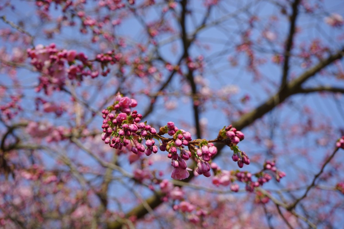 日本樱花树,芽,红色