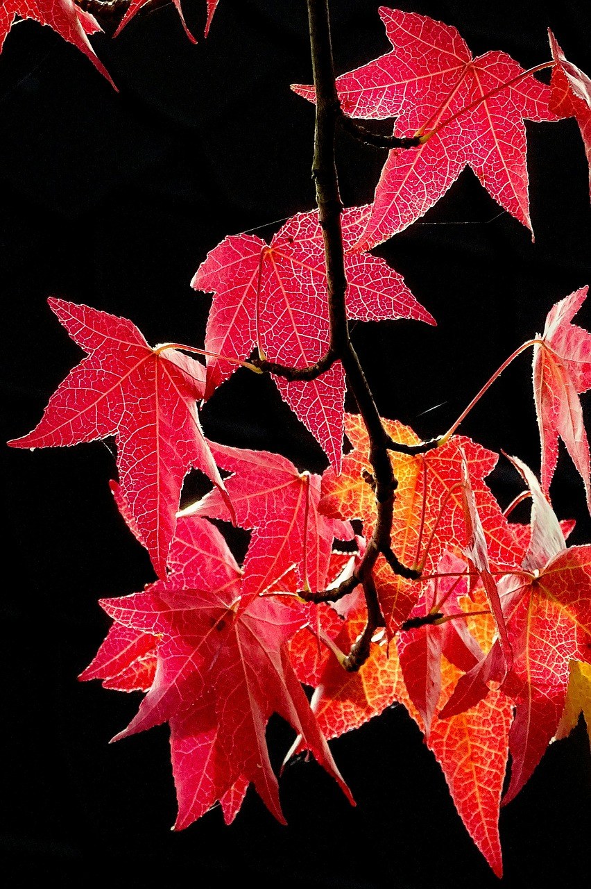 秋季、叶子、在秋天的树叶免费图片