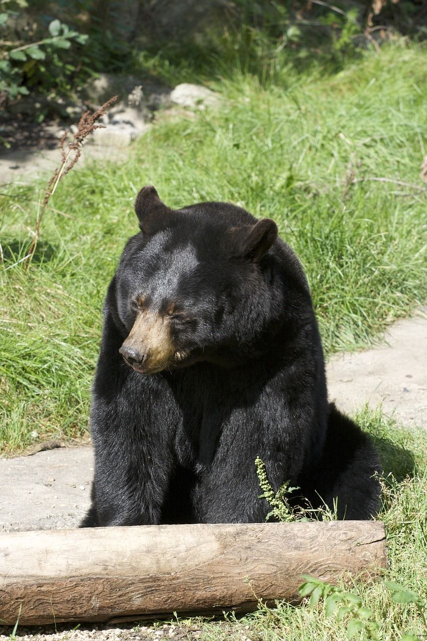 熊,動物,野生