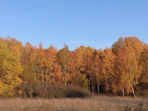 森林、叶子、秋季