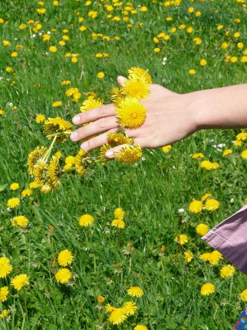 蒲公英、蒲公英冠、花环