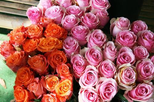 玫瑰、粉红色