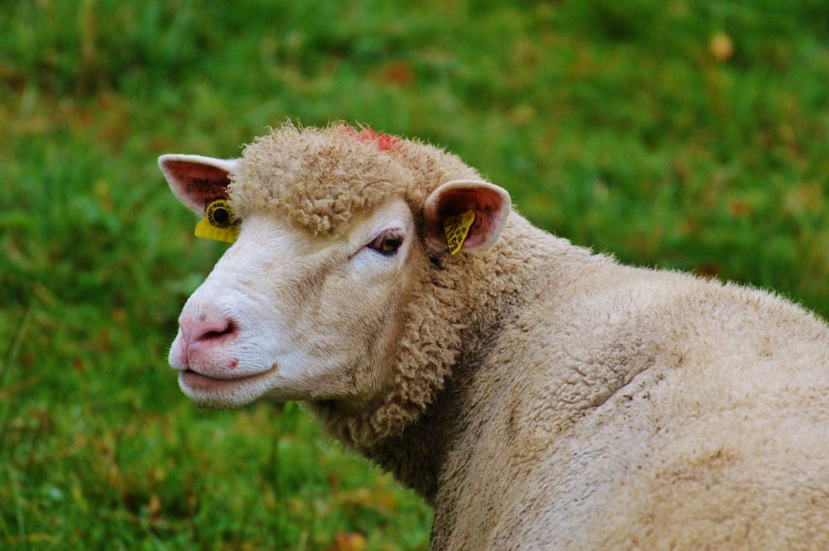 羊、牧场、性质免费图片